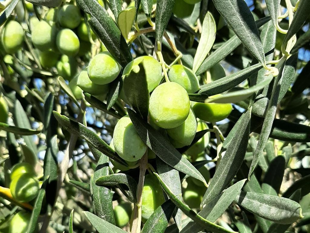 Olive DRQSICANI